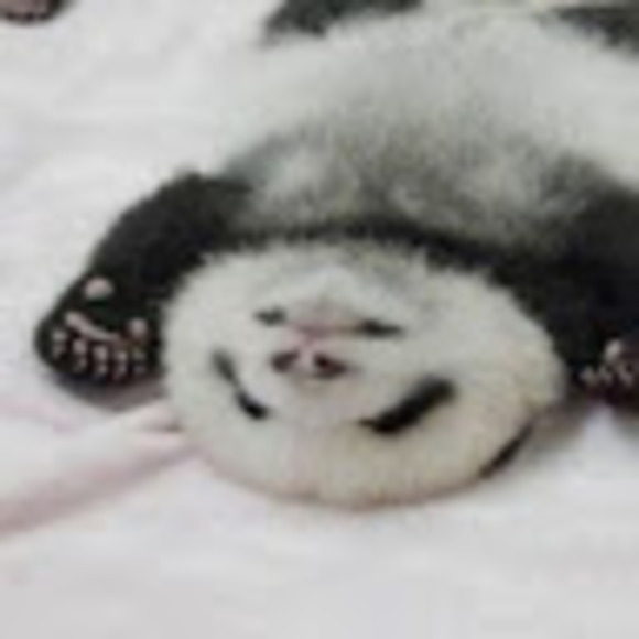 Meet your Posher, Pinkie pie - Picture 1 of 1